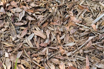 dry leaves on ground in autumn garden