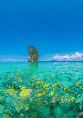 Fototapeta premium Schooling of Fish