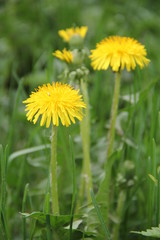 Spring Flowers in Moscow, year 2014
