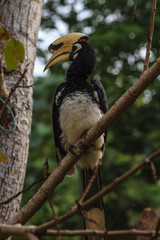 Portrait of Oriental pied hornbill