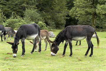 Fototapeta premium Donkeys grazing in the meadow.