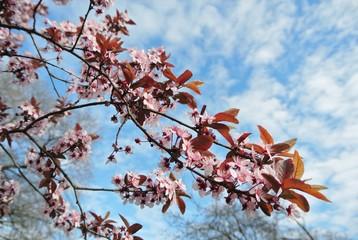 Beautiful white and pink blossoms on the tree branch, on a late afternoon in early spring.