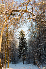 Fototapeta premium winter pine