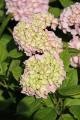 Flowers in Bulgaria, year 2014