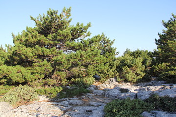 Vidova Gora, Croatia, year 2013