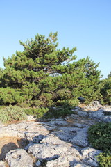 Vidova Gora, Croatia, year 2013