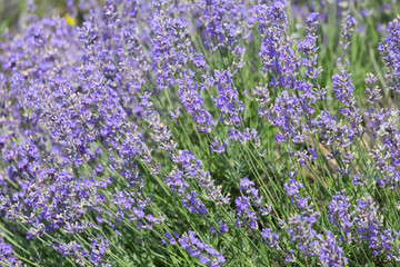 Obraz premium Big bush blooming lavender close-up