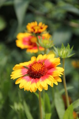 Obraz premium Flowers in Bulgaria, year 2014