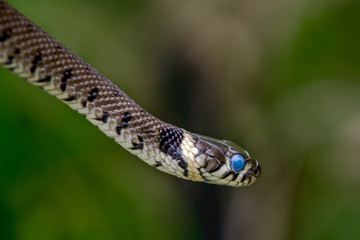 Grass snake (Natrix natrix) ready to shed skin with blue eye. A young grass snake ready to moult, with blue scales over eyes and clear yellow collar
