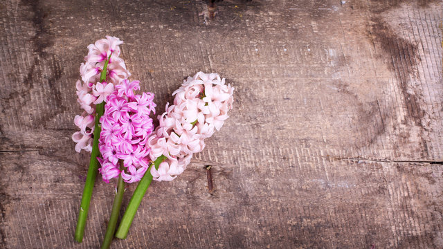 Background with fresh pink hyacinths on vintage  wooden planks.