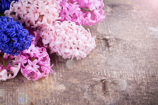 Background with fresh pink, violet, blue, purple hyacinths