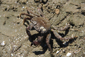 Crab on the sand, summer 2014