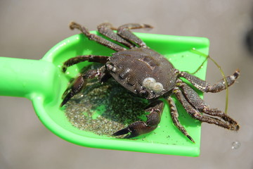 Crab on the sand, summer 2014