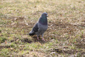 Fototapeta premium Dove in Moscow, year 2014