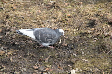 Dove in Moscow, year 2014