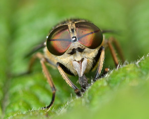 Band-eyed brown horsefly (Tabanas bromius) head-on. A biting fly shown with detail in compound eyes and large jaws
