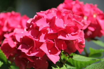 Flowers in Bulgaria, year 2014