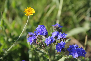 Fototapeta premium Flowers in Bulgaria, year 2014