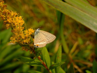 ウラナミシジミ