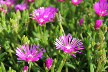 Obraz premium Flowers in Bulgaria, year 2014