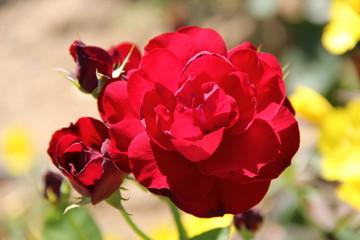 Obraz premium Flowers in Bulgaria, year 2014