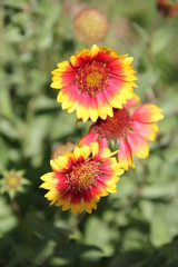 Flowers in Bulgaria, year 2014