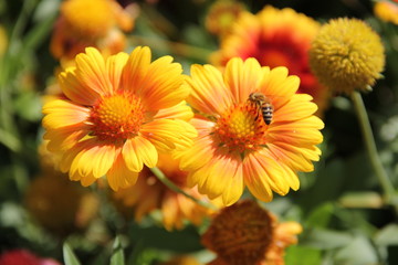Flowers in Bulgaria, year 2014