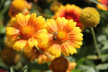 Fototapeta premium Flowers in Bulgaria, year 2014