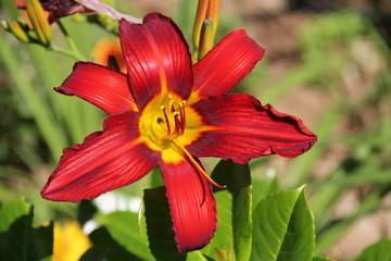 Flowers in Bulgaria, year 2014