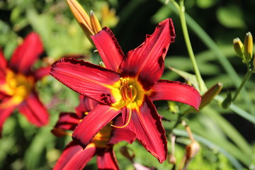 Flowers in Bulgaria, year 2014