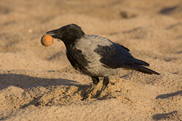 Funny crow on the beach. Hooded Crow (Corvus cornix).