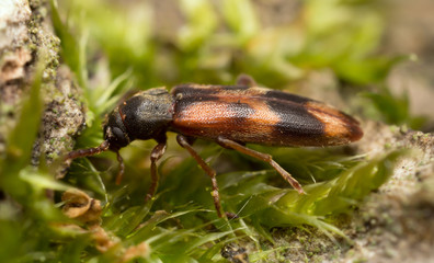Hypulus quercinus