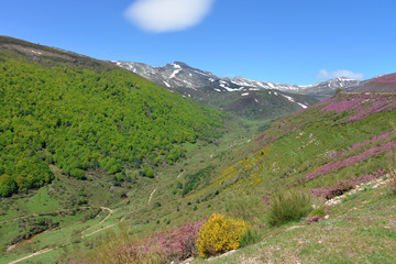 Blühende Hänge am Pico de tres Mares in Kantabrien