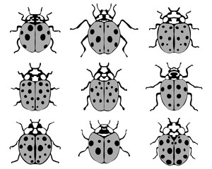 Set of different cheerful ladybugs, vector 