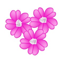 Fototapeta na wymiar Pink Yarrow Flowers or Achillea Millefolium Flowers