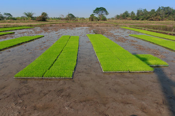 paddy rice in field 