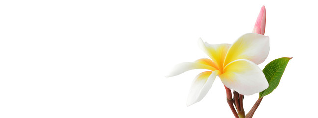 frangipani (plumeria) and sweet flowers for social media cover b