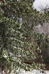 Spruce branches in the snow