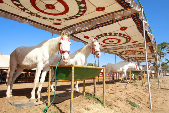 Inde / Pushkar Camel Fair (Marwari horses market)