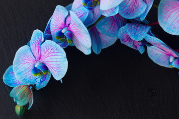 Bunch of violet orchids 