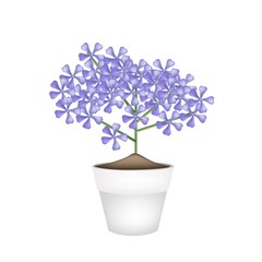 Naklejka na ściany i meble Bunch of Violet Geranium Flowers in A Pot
