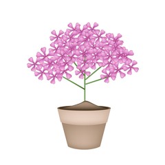 Bunch of Pink Geranium Flowers in A Pot