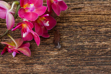 Bunch of violet orchids 