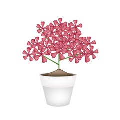 Bunch of Red Geranium Flowers in A Pot
