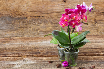 Spring  violet orchids 