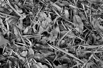 Dry leaf black and white background