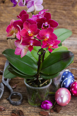 Spring  violet orchids 