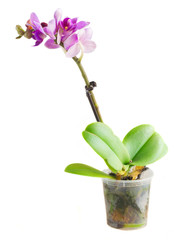 Naklejka na ściany i meble Two violet orchids 