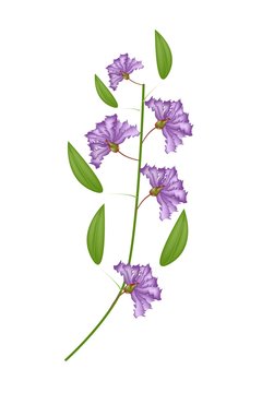 Bunch Of Purple Crape Myrtle Flowers On White Background