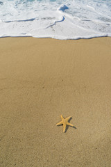 starfish on the beach at sunrise